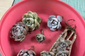 橙梦露养护指南（打造健康、美丽的橙梦露）