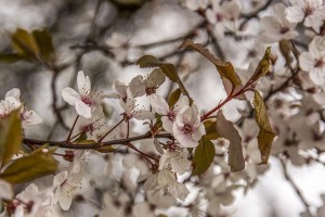 杏树花的颜色及特点（探究杏树花的色彩世界）