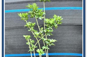 冬季养护鸭脚木，修枝成为关键（寒冷季节如何正确修剪鸭脚木，保持健康生长）