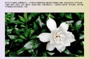 栀子花叶子黄了怎么办？（教你如何解决栀子花叶子发黄的问题）