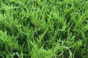松柏类植物的特征和应用（从生态环境到家居装饰，松柏类植物的多元价值）
