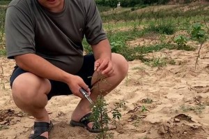 如何正确移栽花椒树（花椒树移栽的时间、方法和注意事项）