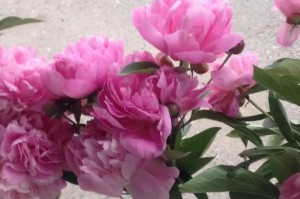 如何正确养护切花芍药（养护技巧、关键步骤和注意事项）