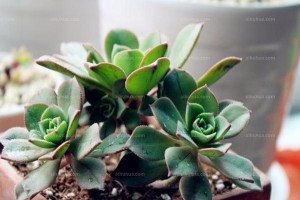 红缘莲花掌养殖指南（打造美丽庭院的首选植物，红缘莲花掌怎么养殖？）