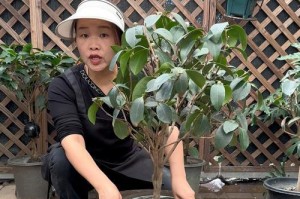 茶花叶子生锈的处理方法（保护茶花健康成长的关键措施及预防生锈的秘诀）
