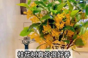 如何养护桂花（桂花养护全攻略，让您的花园香气四溢）