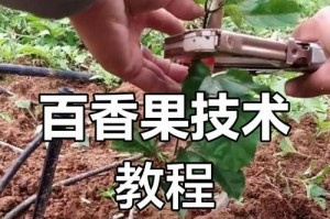 百香果扦插的成功繁殖之道（探索百香果扦插技巧，让植株生生不息）