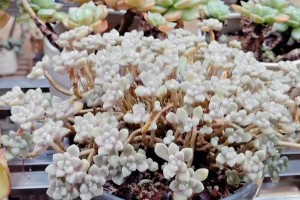 怎样处理叶子瘪了的秋丽植物？（叶子瘪了的秋丽植物怎么救？）
