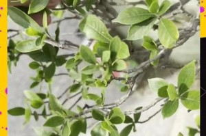 栀子花树叶黄问题解析（探究栀子花树叶黄的原因及解决方法）