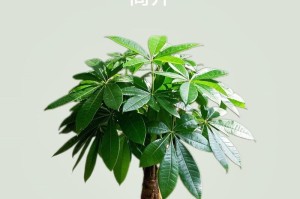 夏天如何养护多肉发财树的秘诀（打造繁茂、健康的多肉植物天堂）