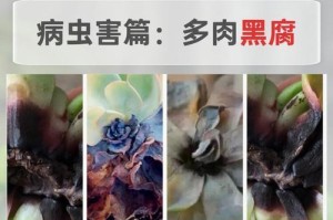 虹之玉多肉叶子有黑斑，怎么办？（原因分析及治疗措施，多肉爱好者必看！）