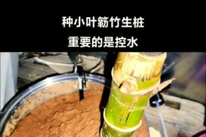 如何解决水竹不生根的问题