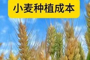 揭秘小麦花的来历（探寻小麦花的起源和形成过程）