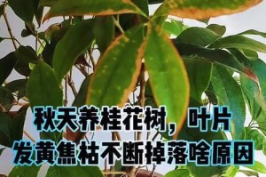 桂花叶子发黄怎么办？（解决桂花叶子发黄的方法和注意事项）