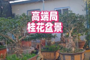 桂花盆景中疙瘩的制作与管理（教你制作桂花盆景中疙瘩，打造独特的园林艺术品）