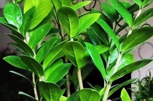 养育金钱树，打造粗壮的财富之根（金钱树的养护技巧与注意事项）
