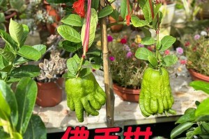佛手叶子发黄的原因与解决方法（让你的佛手树重获生机的小技巧）