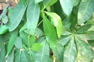 发财竹叶子发黄？别急，来看看这些救星！（解决办法大，让您的发财竹再次挺立起来）