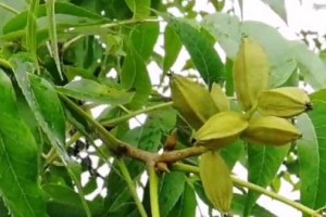 鸥柑是裸子植物吗？——揭秘鸥柑的分类学问题