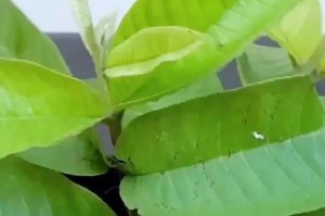 插枝繁殖石榴树的步骤与技巧（以石榴枝条怎么插枝，快速繁殖健康的石榴树）