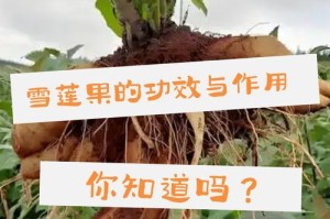 雪莲果种植指南（了解雪莲果的种植方法及关键要点）