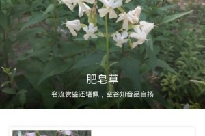 肥皂草（挖掘自然之宝，化身为清洁之神）