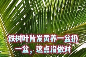 铁树黄叶如何处理？（教你如何让铁树重焕青春）