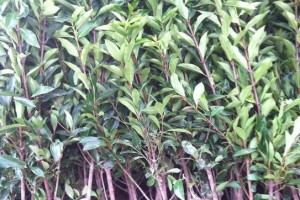 冬青树的神秘之美（探秘冬青树——一种常绿植物的生命密码）