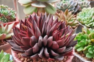 草玉露的上盆时间和养护方法（打造健康的草玉露，从上盆开始！）