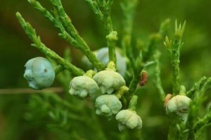 圆柏并非草本植物（探究圆柏的植物分类及特征）