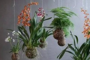 牡丹吊兰的耐冻特性（零下温度中的生命力/轻松应对冬季寒冷/庭院中的“四季常青”）