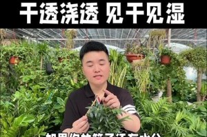 虎皮兰的养护之干透浇透（科学浇水，让虎皮兰健康成长）
