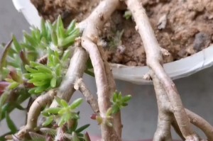 以太阳花如何修剪过冬