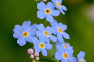 长时间养护勿忘我花的秘诀（打造久放不败的勿忘我花园，让花光彩常驻）
