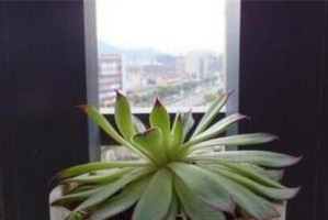 肉肉植物的播种时间与技巧（打造美丽花园的秘诀与方法）