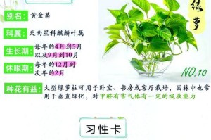 绿箩枯黄了怎么办？（拯救绿箩的秘诀与护理技巧）