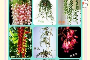 吊兰开花后的凋谢之谜（揭开吊兰开花后死亡之谜的关键）