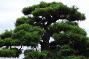 家庭园艺实践——如何在家里种植松柏？（从选种到养护，全面指南让你轻松打造自己的小森林）