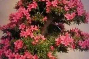盆栽梅花土配方及养护要点（打造盆栽梅花的理想土壤配方，让您的梅花更健康）