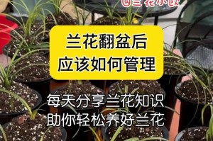 兰花养护全攻略（打造花房，让兰花绽放无限魅力）