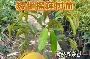 榴莲的盆栽养护技巧（打造属于自己的榴莲小天地，让你爱不释手）