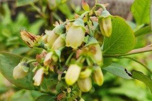 探秘蓝莓开花之美（蓝莓花的颜色、形态及开花季节）