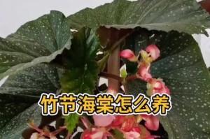 解决竹节海棠花太高问题的方法（如何修剪竹节海棠花树枝使其保持适当高度）