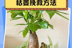 拯救半死不活的发财树，重获生机（发财树护理小技巧，助您成为植物护理专家）