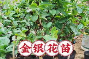 家里可以种金银花树吗？（了解金银花树的种植和养护方法）