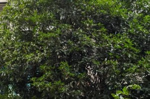 探秘中国传统名木——桂花树