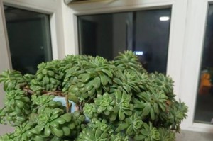 冬季种植指南（一步步教你如何在寒冷的冬天里种植绿色生机）