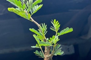 多肉植物种子的种植技巧（从种子到多肉盆栽，轻松打造自己的多肉小天地）