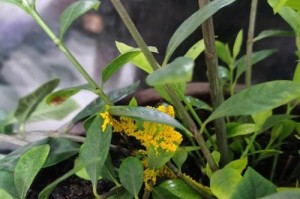 栀子花为什么会变黄？（深入探究栀子花变黄的原因及防治方法）