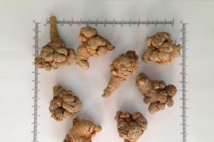 三七——中国药材中的宝贵宝石（探秘三七的药用价值和外形特征）